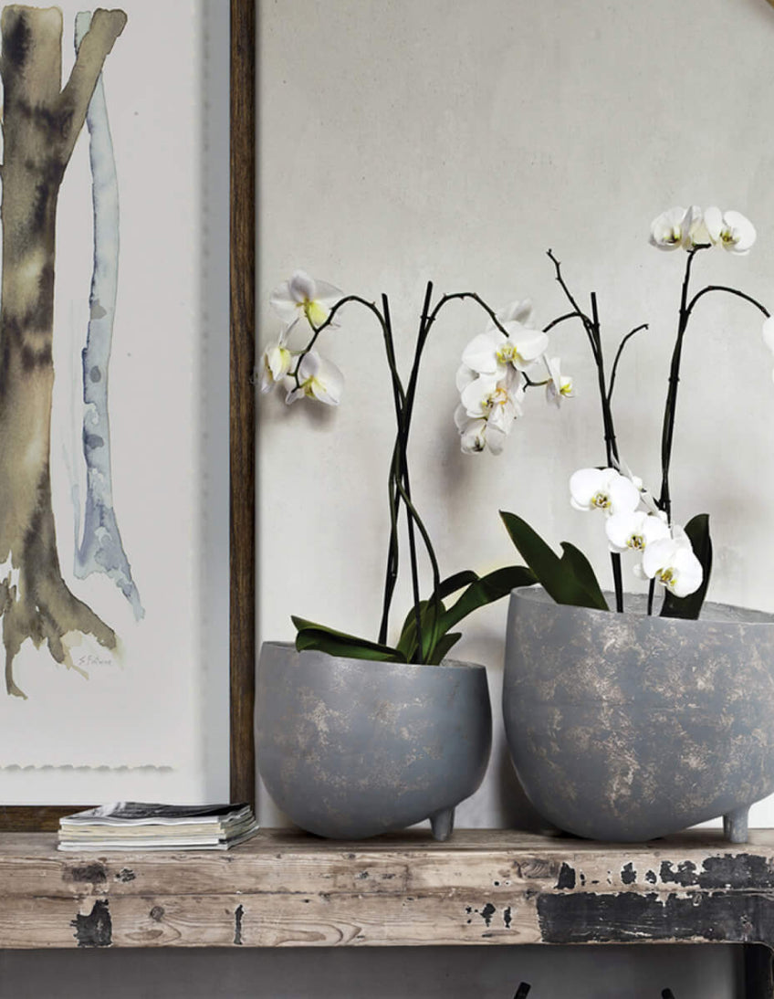 Two orchid plants in textured gray pots on a distressed wooden shelf at Renwil.