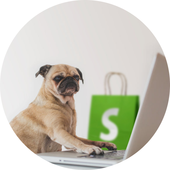  A pug in front of a laptop next to a Shopify shopping bag.