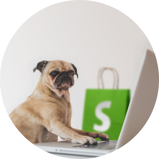 A pug in front of a laptop next to a Shopify shopping bag.